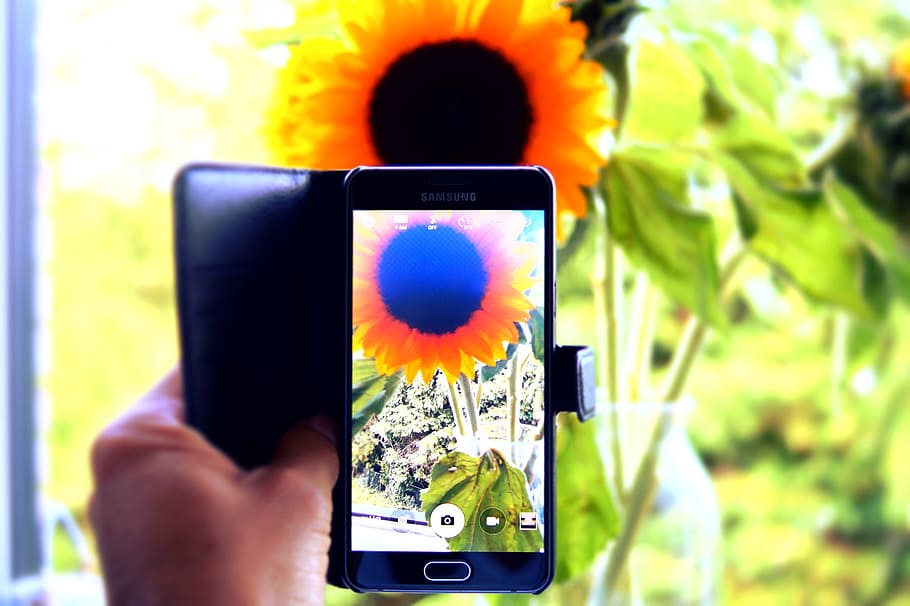 hand, capture, camera, phone, sunflower, nature, photography HD wallpaper
