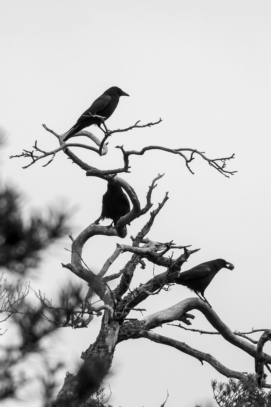 crows on bare tree, birds, winter, black, raven bird, kahl, corvidae