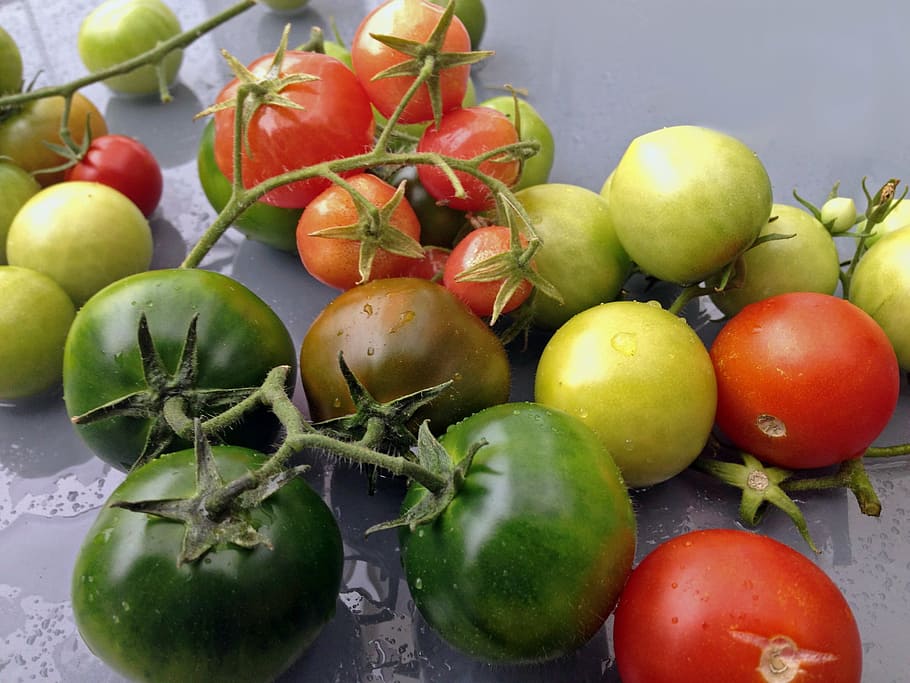 tomatoes, vegetables, garden, fruit, healthy eating, food and drink HD wallpaper