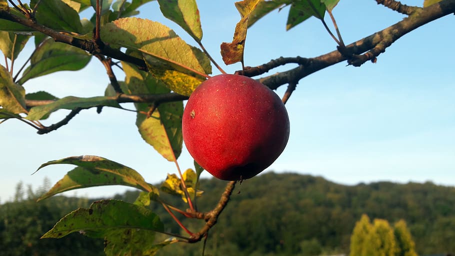 apple, fruit, food and drink, healthy eating, tree, plant, freshness HD wallpaper
