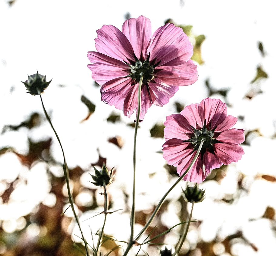 purple petaled flowers, fiore, back light, flowering plant HD wallpaper