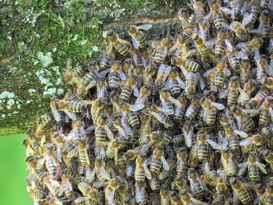 bees, hive, insect, nature, summer, fly, beekeeping, animal HD wallpaper