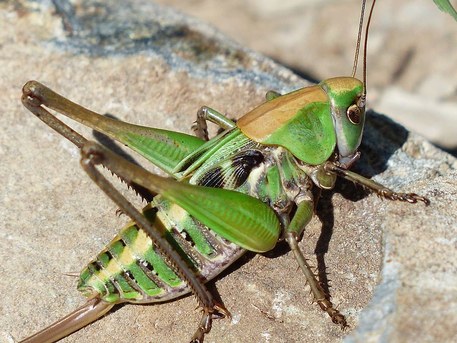 macro photography of green and brown grasshopper, close, animal HD wallpaper