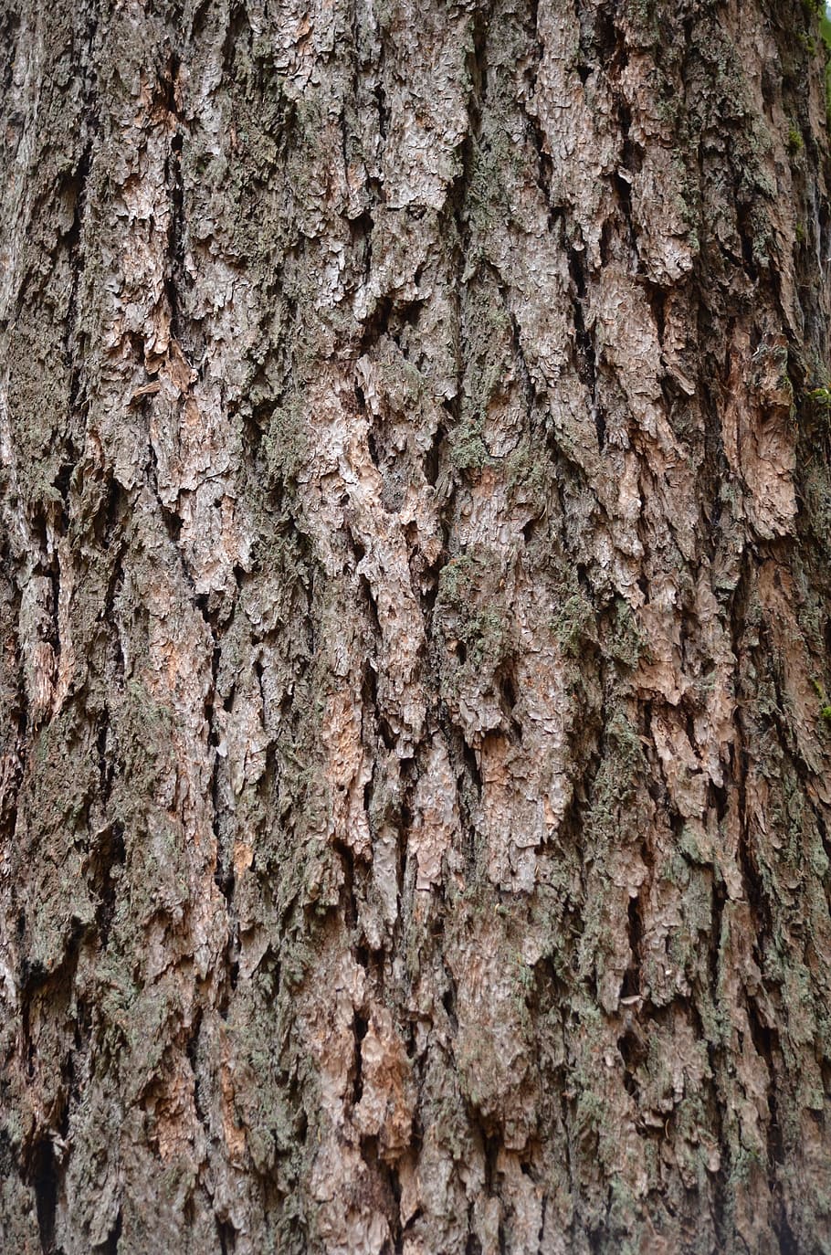 bark, rough, texture, wood, forest, textured, full frame, tree trunk HD wallpaper