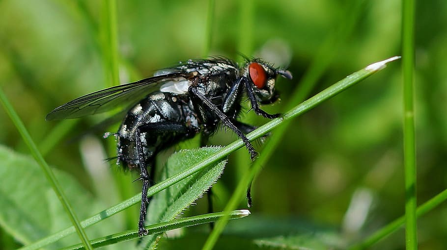 insect, nature, wing, fly, animal wildlife, animal themes, animals in the wild HD wallpaper