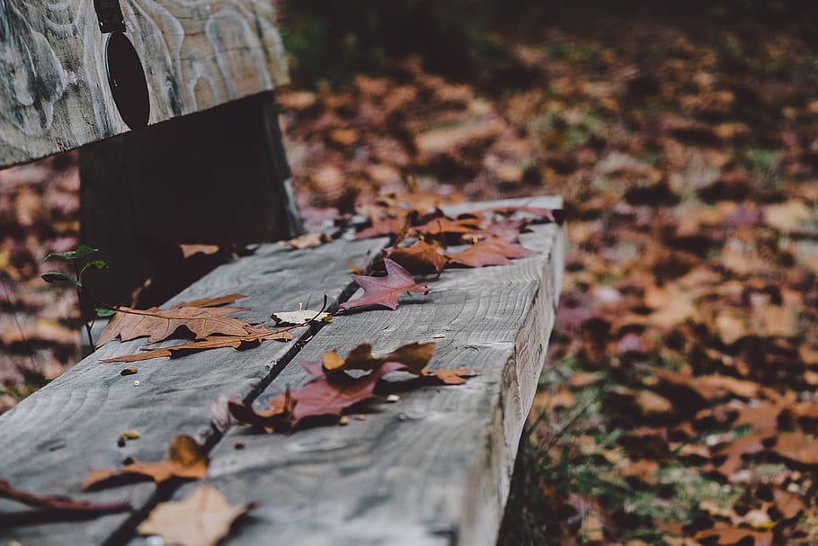 maple leaf lot on gray surface, bench, fall, autumn, leaves HD wallpaper