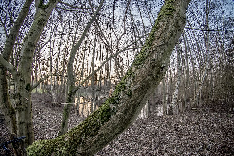 tree, wood, forest, park, plant, trunk, tree trunk, tranquility HD wallpaper