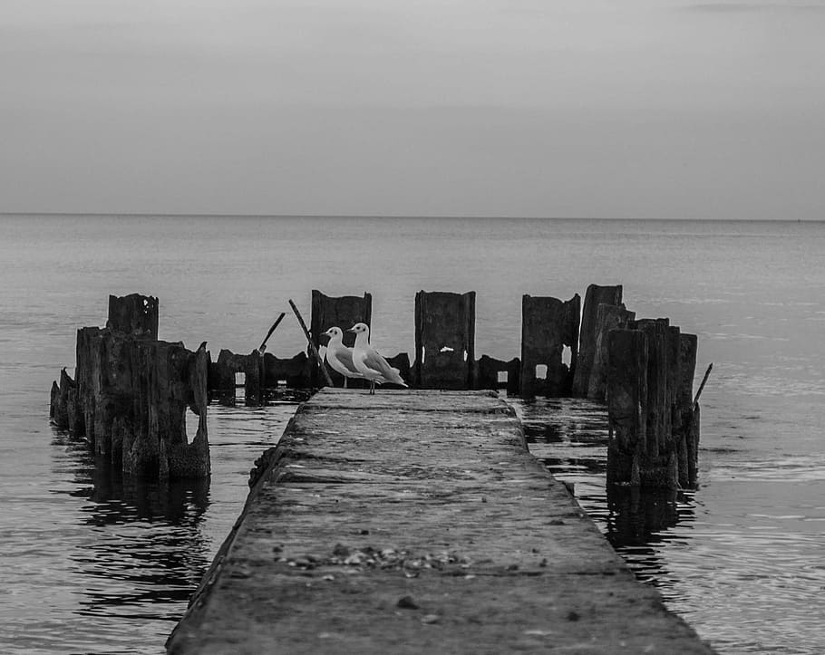 two birds on dock, seagulls, pier, wooden dock, water, horizon HD wallpaper
