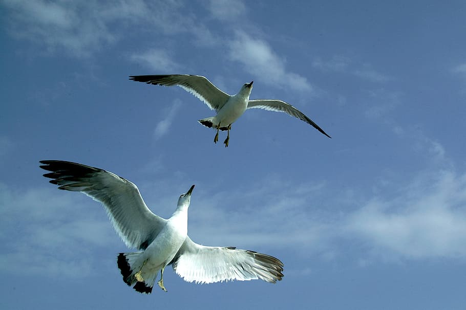 two white-and-black birds flying during daytime, seagull, sky, HD wallpaper