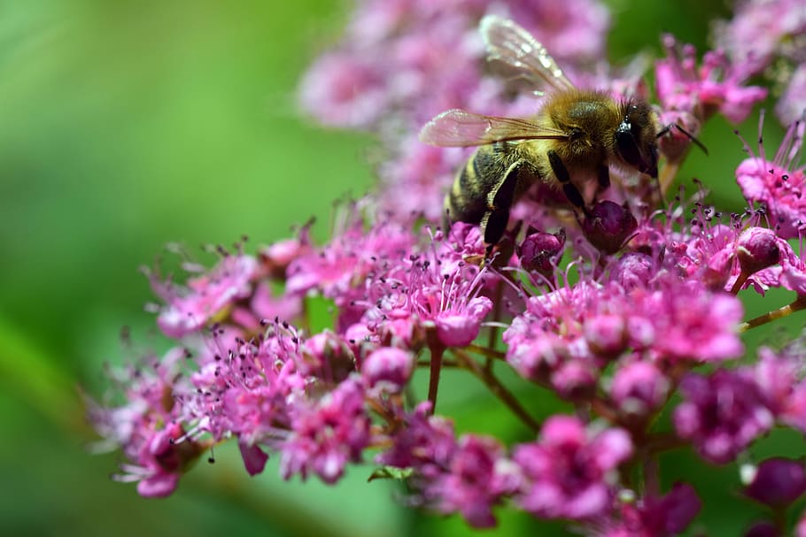 bee, collect, spierstrauch, blossom, bloom, pink, close, small HD wallpaper