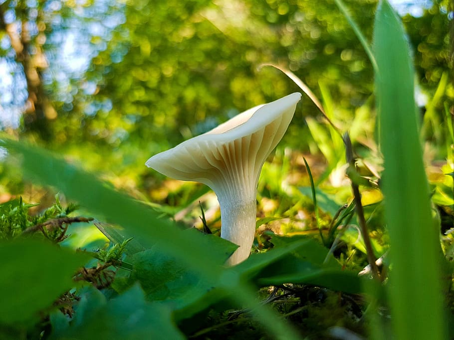 Mushroom, Forest, Green, nature, white color, growth, green color HD wallpaper