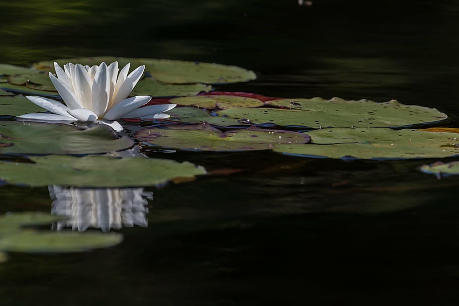 lilly, water, flower, water Lily, nature, pond, lotus Water Lily HD wallpaper
