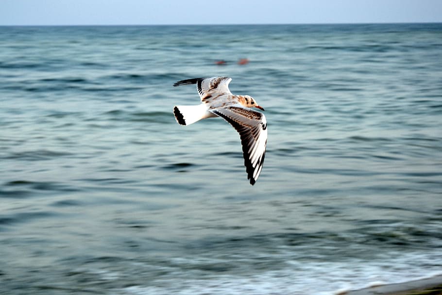black and white bird above body of water, seagull, wings, flying HD wallpaper