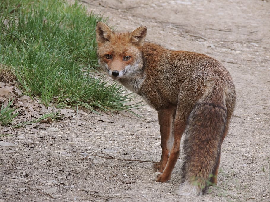 photo of fox near green grass, animals, nature, wild, wildlife HD wallpaper