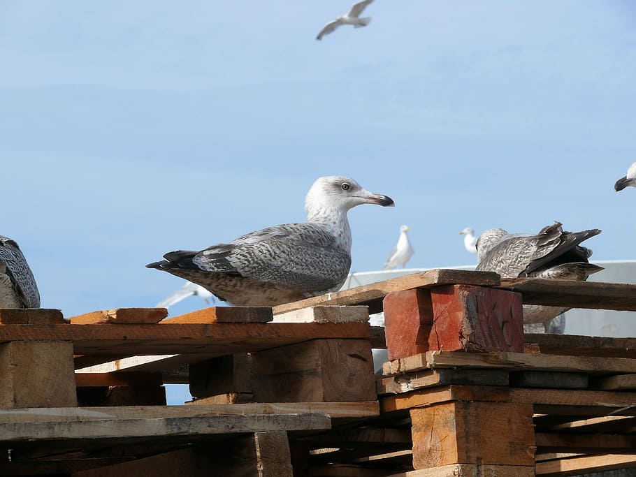 Seagull, Scheveningen, Bird, animals in the wild, animal themes HD wallpaper