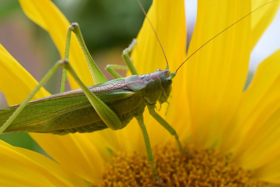 macro, nature, grasshopper, insect, green, caelifera, chorthippus parallelus HD wallpaper