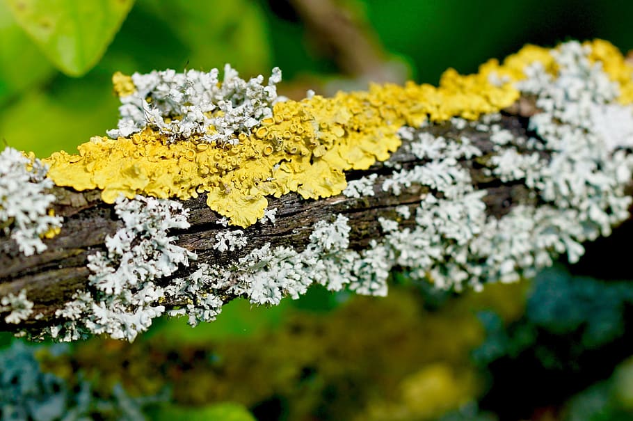 weave, nature, branch, bark, moss, infestation, white, yellow HD wallpaper