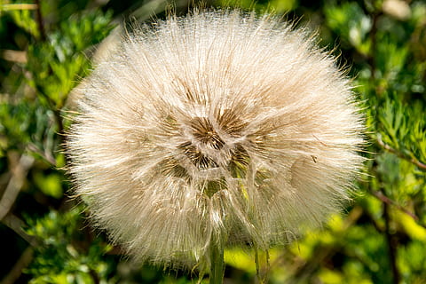 dandelion, sunlight, park, green, white, landscape, nature HD wallpaper