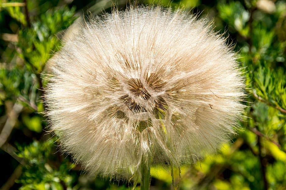 dandelion, sunlight, park, green, white, landscape, nature HD wallpaper