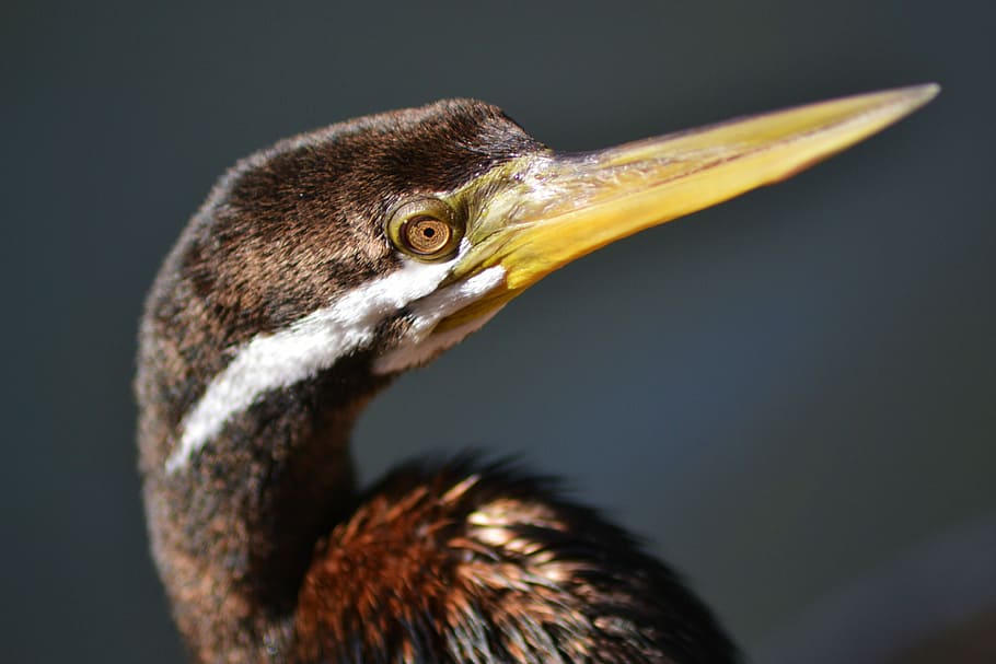 brown bird closeup photography, wildlife photography of brown bird HD wallpaper