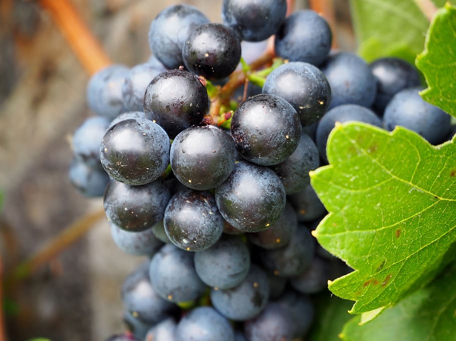 grape, grapes, vines, fruit, eat, healthy, food, winegrowing HD wallpaper