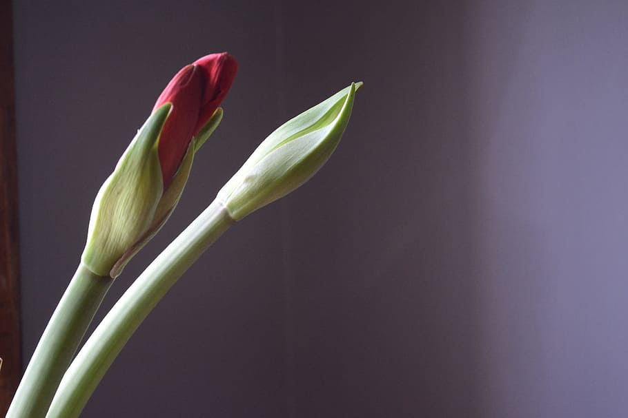 nature, flower, flora, leaf, garden, budding, plant, decoration HD wallpaper