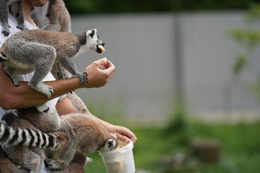 ring tailed lemur eating