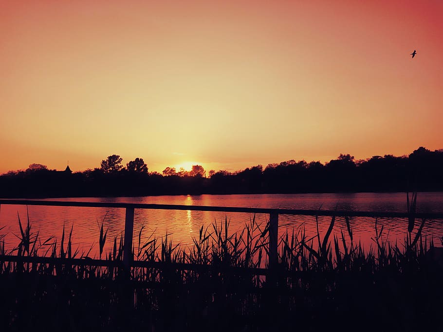 bird, dusk, grass, lake, landscape, nature, outdoors, reflection HD wallpaper