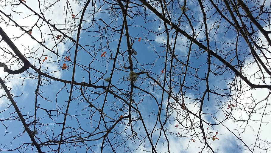 sky, twigs, nature, tree, old tree, blue, branch, bare tree HD wallpaper