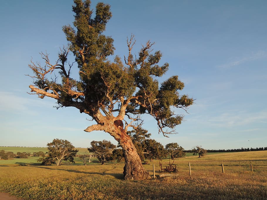 landscape photography of tree, green leafed tree on green grass field HD wallpaper