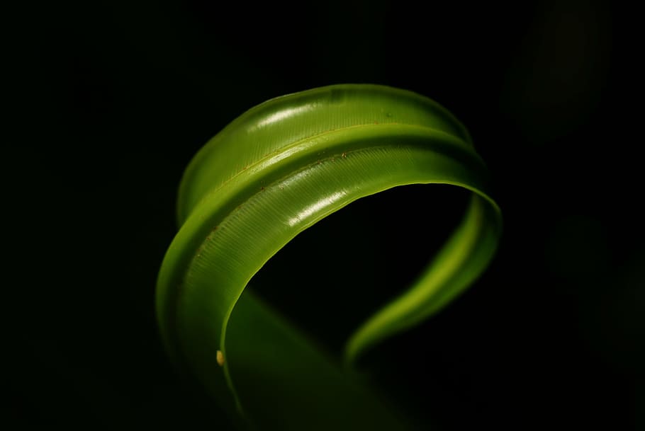 fern, tree, nature, green color, black background, studio shot HD wallpaper