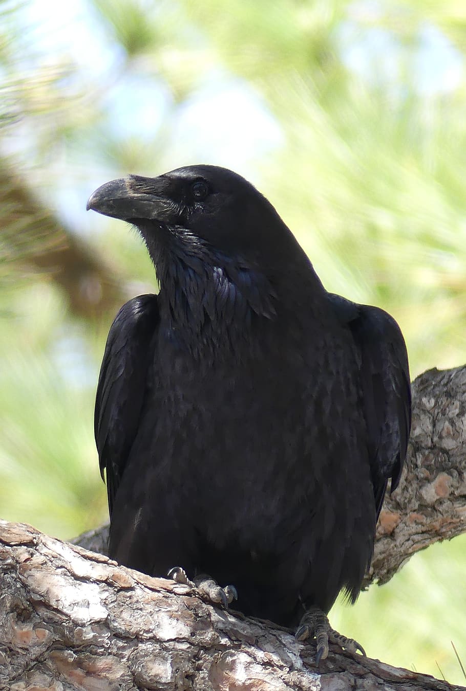 common raven, raven bird, songbird, black, plumage, bill, birds, HD wallpaper