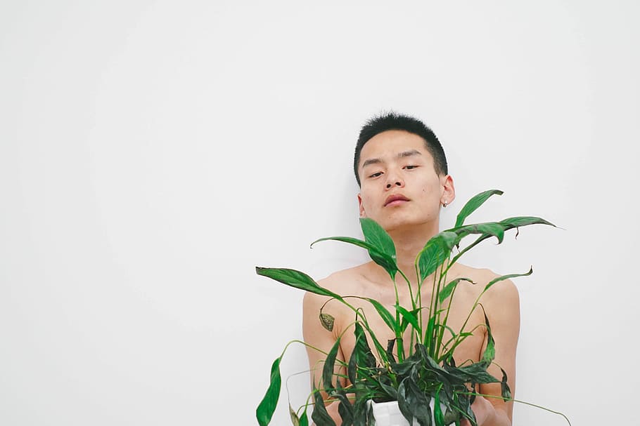 man holding green leaf plant with white background, plant covering man's body HD wallpaper