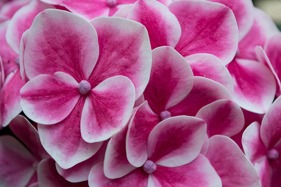 hydrangea, colors, flowers, nature, spring, spring flowers HD wallpaper