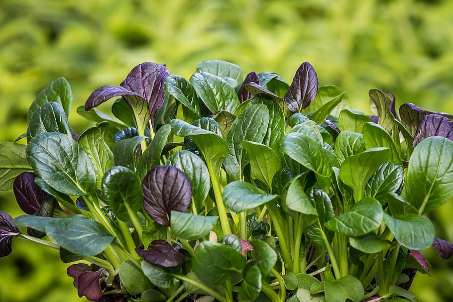 spinach-japanese-spinach-komatsuna-salad.jpg