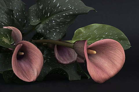 pink Calla Lily flower at daytime, flowers, red, mourning, flowers of mourning HD wallpaper