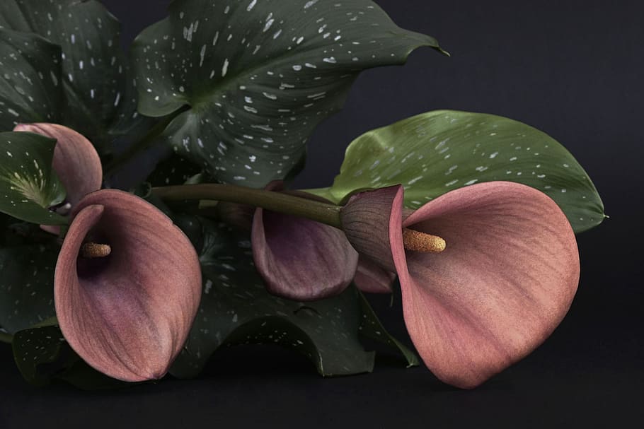 pink Calla Lily flower at daytime, flowers, red, mourning, flowers of mourning, HD wallpaper