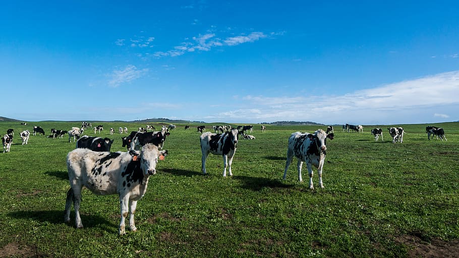 group of cow in the feild, cows on green grass field during daytime HD wallpaper