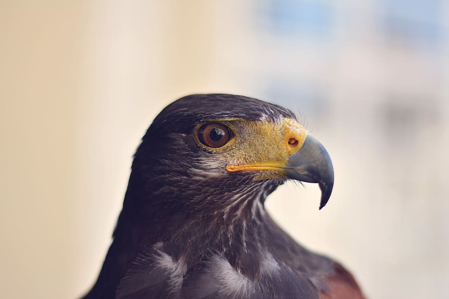 closeup photo of black eagle, selective focus photography of black hawk HD wallpaper