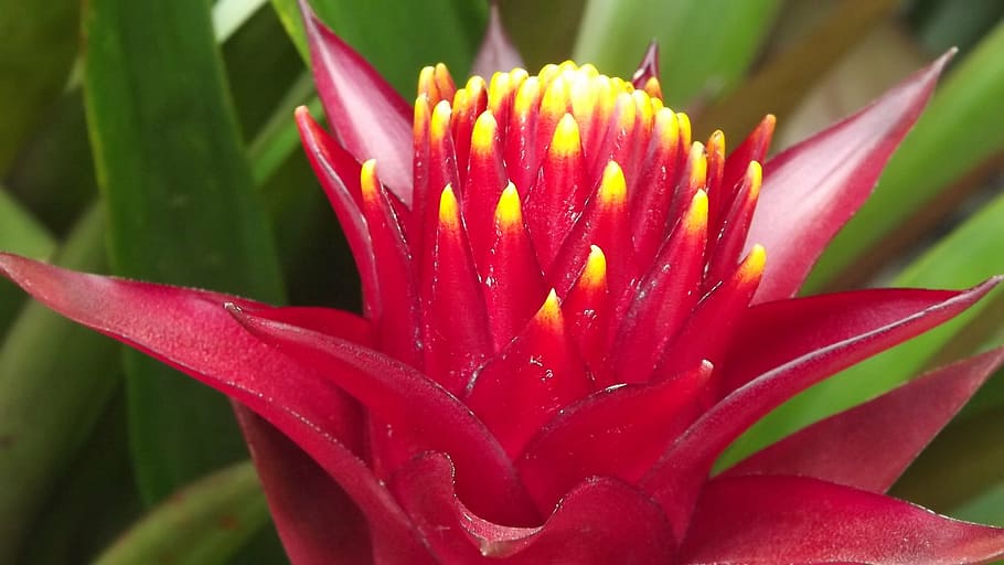 red, flower, exotic, hot, brightness, intense, colorful, flowering plant HD wallpaper