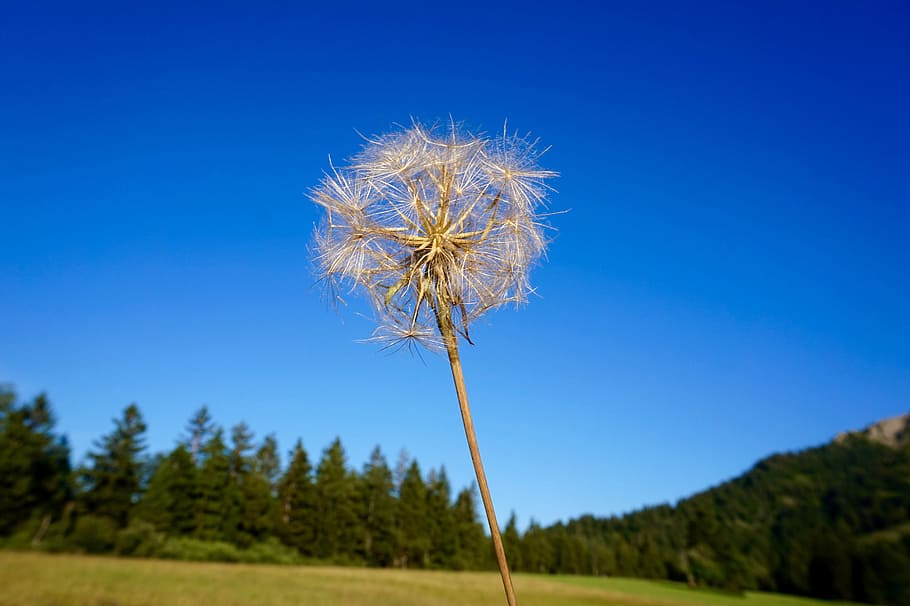 dandelion, blue, sky, ease, spring, plant, focus on foreground HD wallpaper