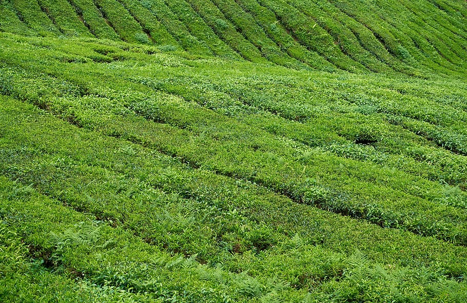 tea, field, plant, tiny tree, nature, leaves, landscape, background, HD wallpaper