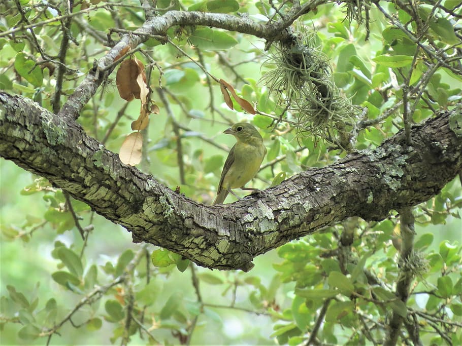 bird, tree, yellow, tan, wildlife, plant, branch, animal wildlife HD wallpaper