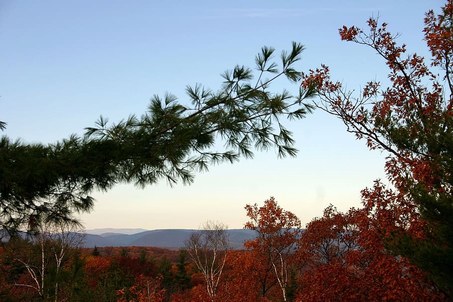 Vermont, Forest, Trees, Woods, Mountains, nature, outside, fall HD wallpaper