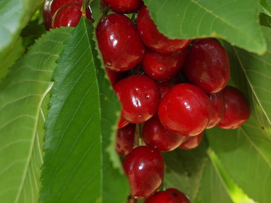 cherry, fruit, summer, food and drink, leaf, plant part, healthy eating HD wallpaper