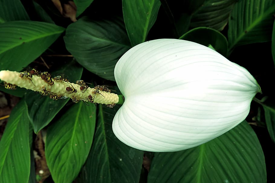 flower, white, nature, plant, leaf, growth, plant part, beauty in nature HD wallpaper