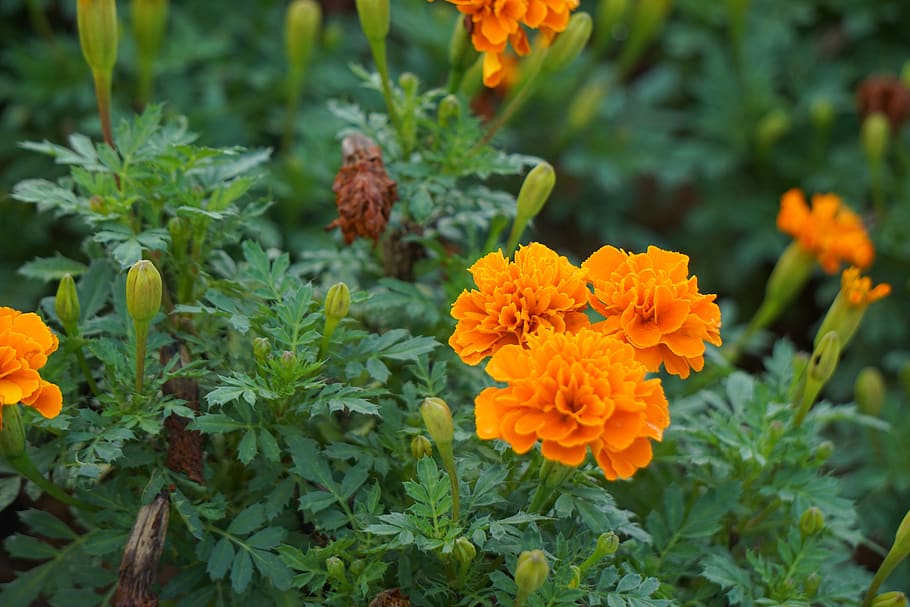flower, yellow, flowering plant, freshness, beauty in nature HD wallpaper