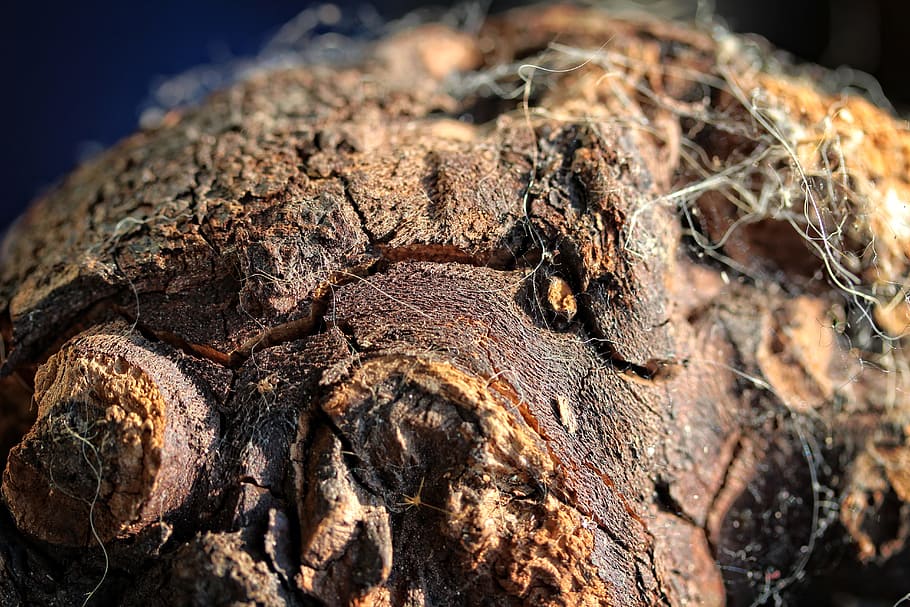 forest, wood, tree, bark, nature, brown, animal themes, reptile HD wallpaper