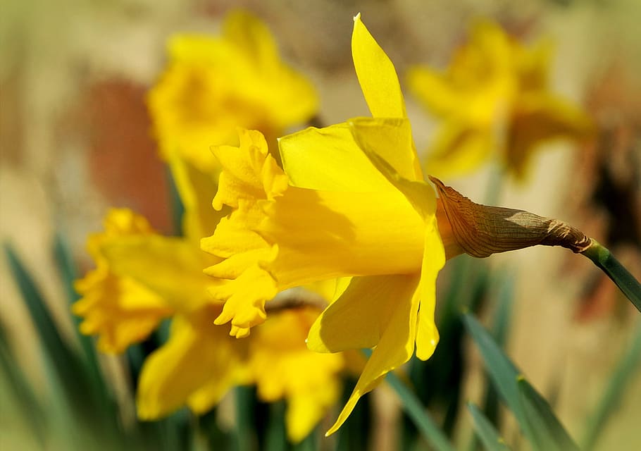 Daffodils, Yellow, Spring, osterglocken, flower, narcissus pseudonarcissus HD wallpaper