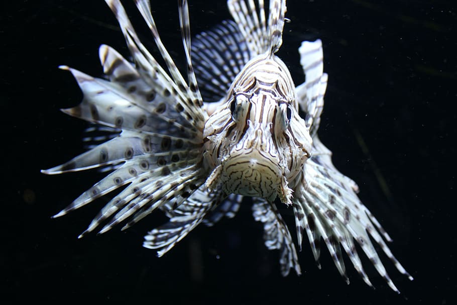 HD wallpaper beige lion fish red fire fish lionfish pteroinae